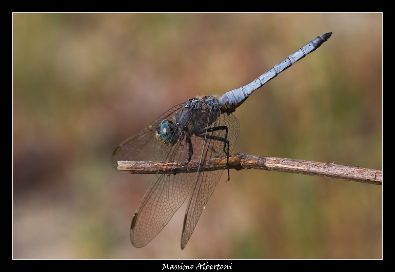 Ginnastica a corpo libe...ro!