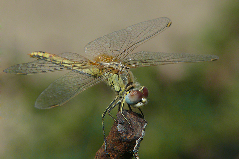 libellula 2