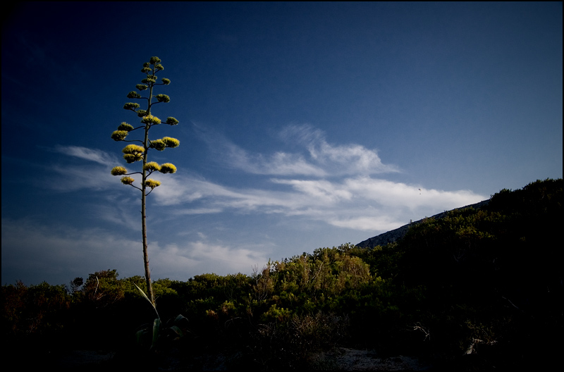 Agave