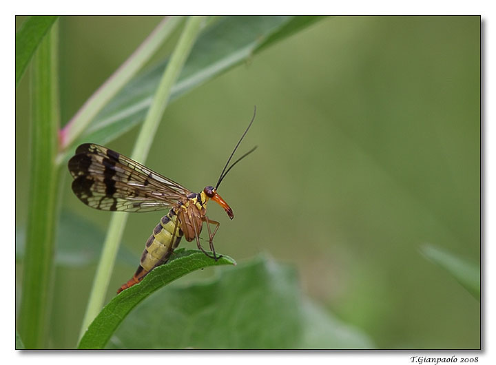 scorpion pronta al decollo