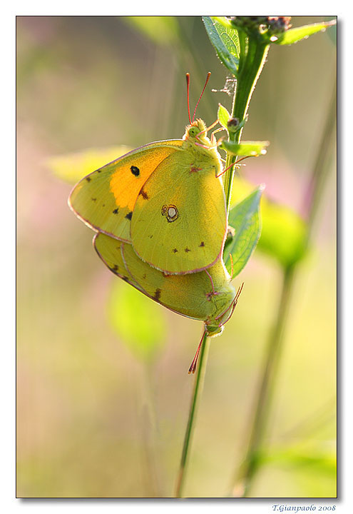 colias innamorate