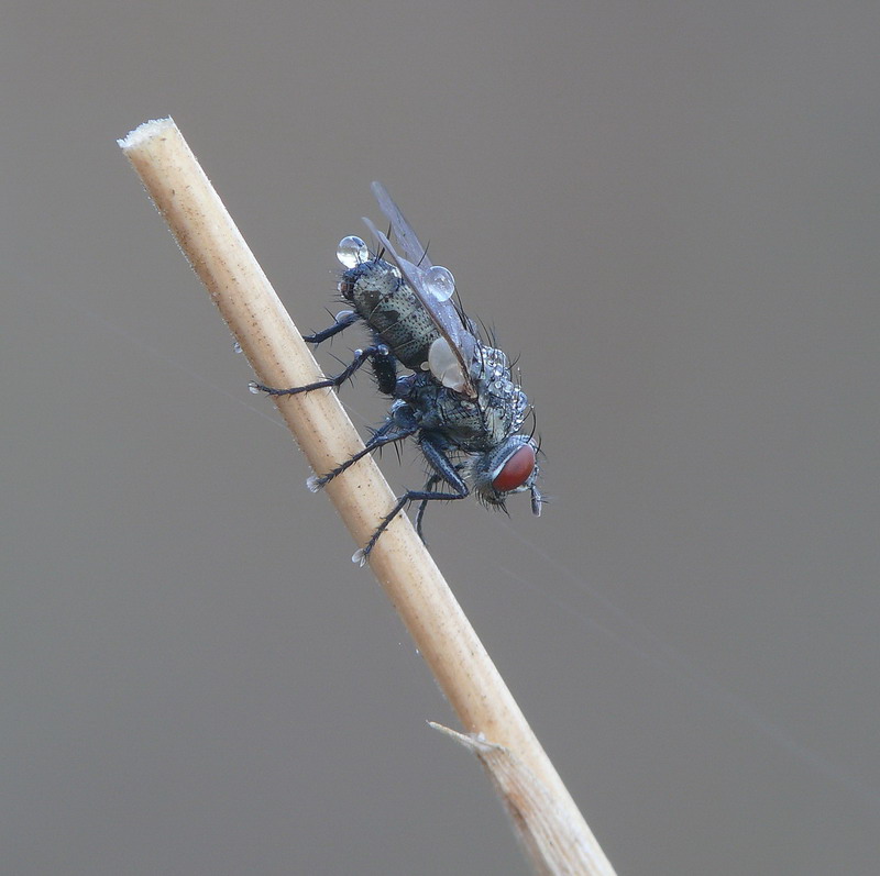 Mosca - di primo mattino