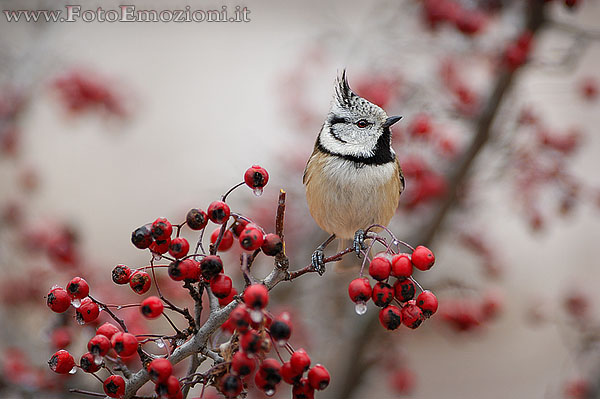 Cincia dal Ciuffo - Parus cristatus
