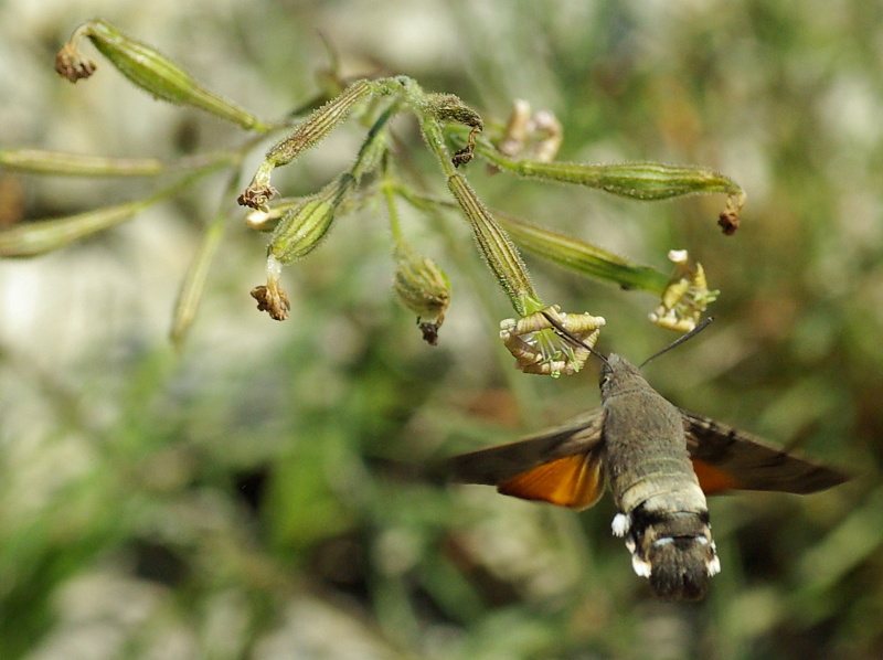 Se me lo dicevi prima...