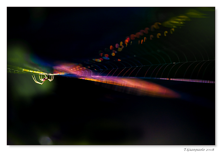 le ragnatele ed i riflessi colorati