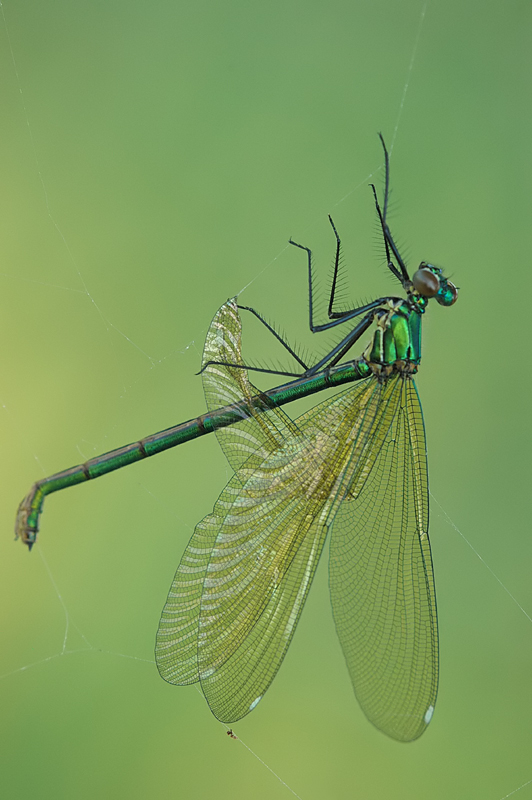 E' la fine  (Calopterix splendens)