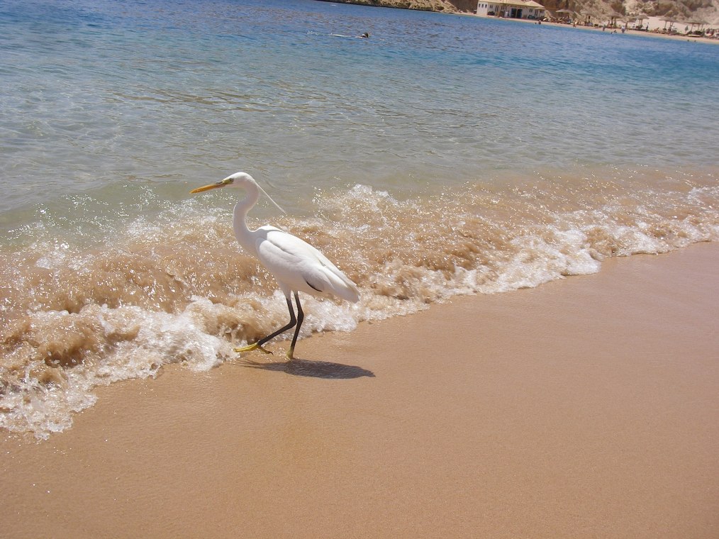 gabbiano egiziano ???