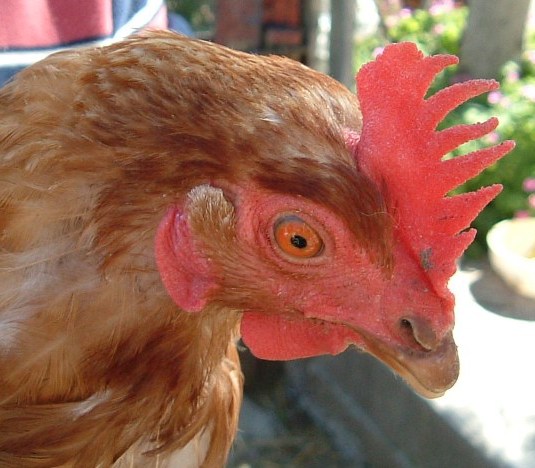 cresta di... gallina