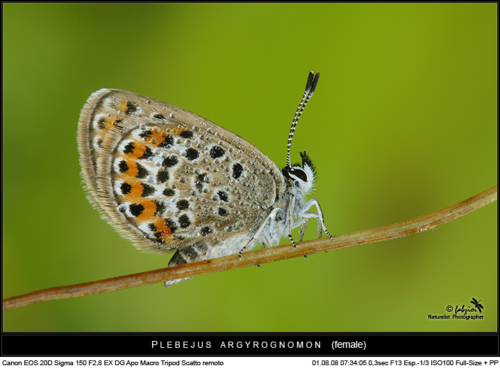 Plebejus... si ma quale?