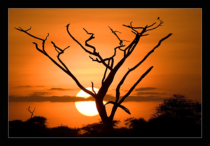 Alba nel Serengeti (Tanzania)