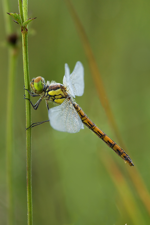 Libellula fra l'erba bassa