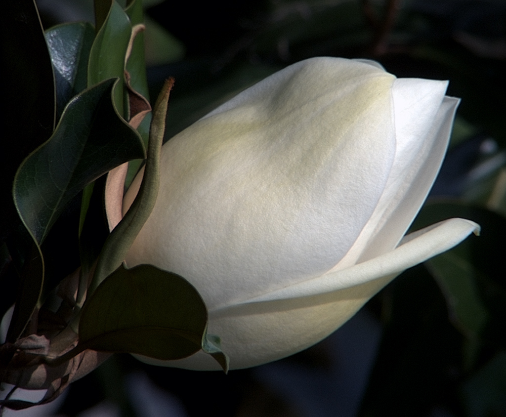 fiore di magnolia