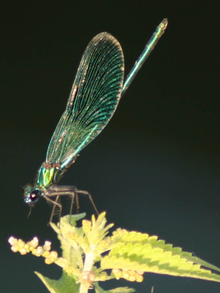 la libellula dei fossi
