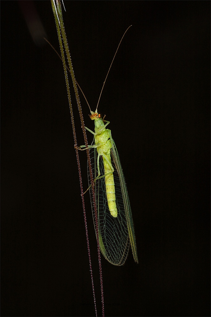 Semplicemente elegante.