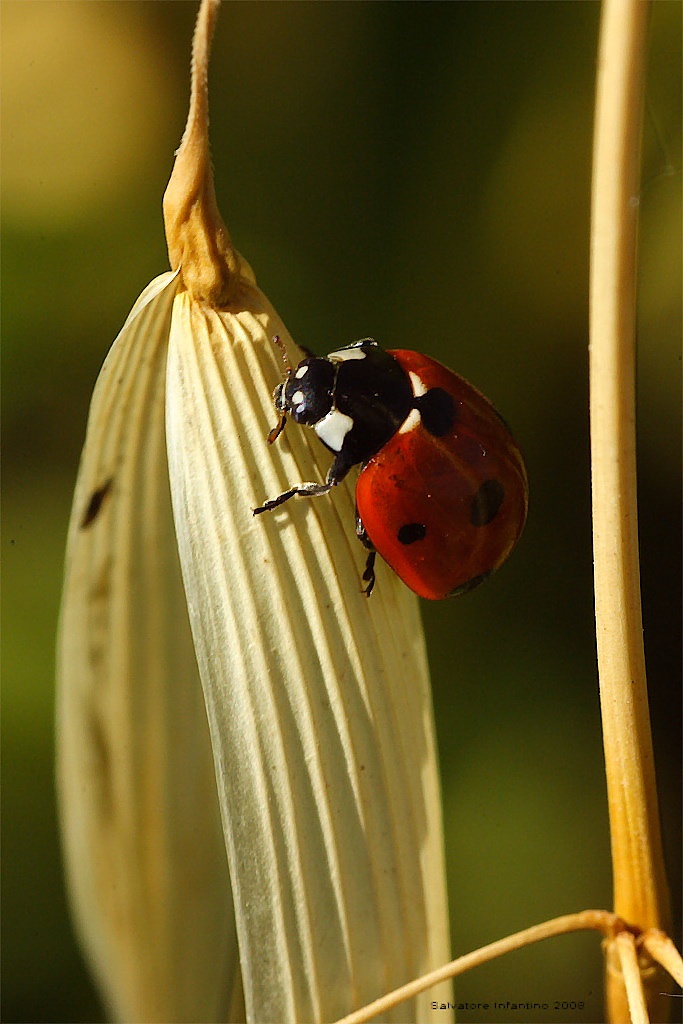 Coccinella n.4
