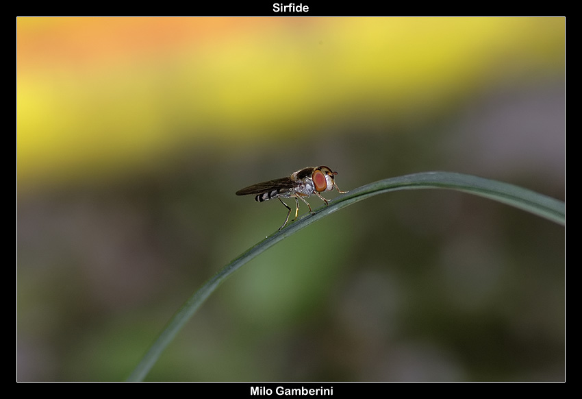Episyrphus Balteatus