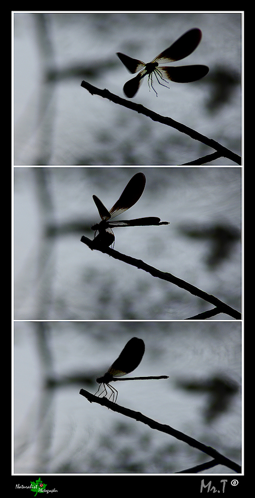 ::-: OMBRE CINESI :-::