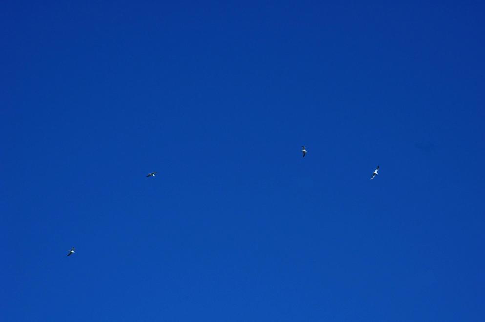 gabbiano uno a gabbiano tre, passo....