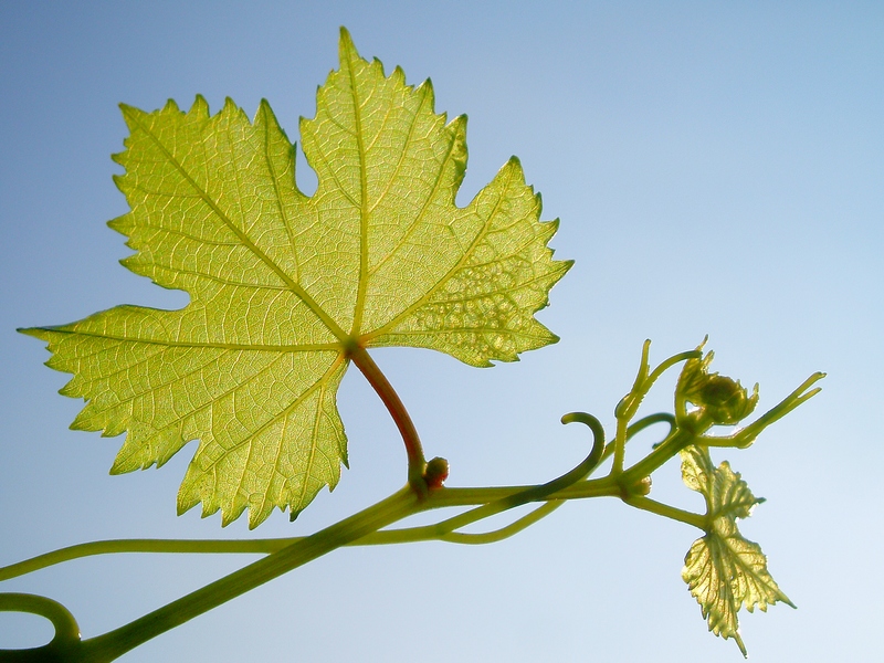Semplicemente una foglia di vite