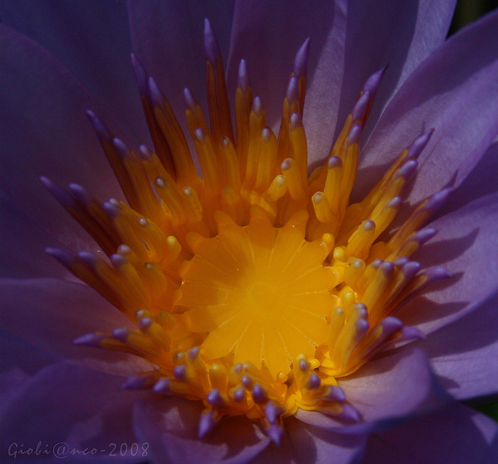 giallo e viola..in natura