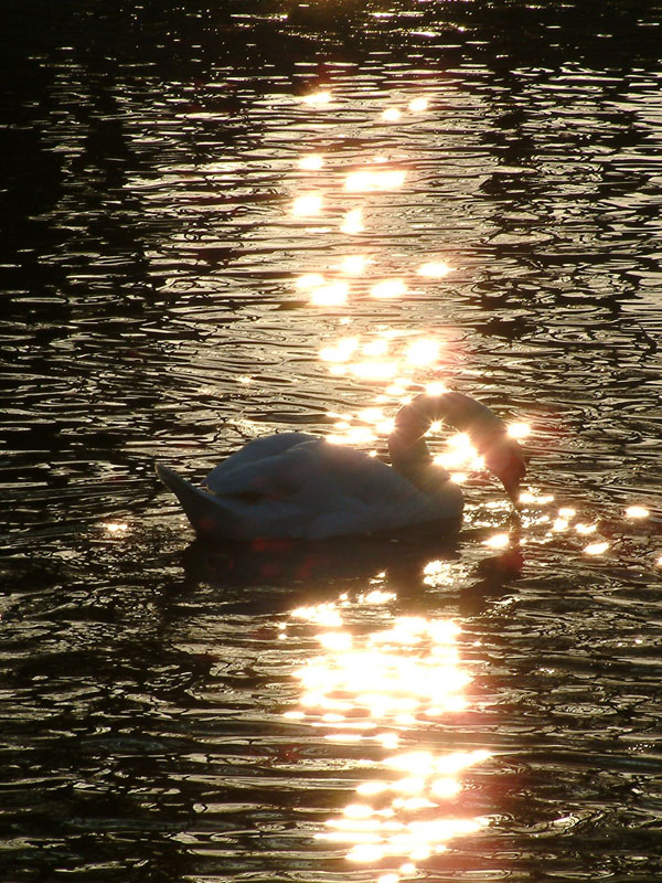 Cigno d'Oro