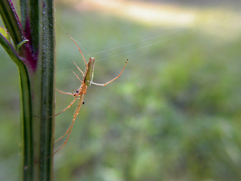Tetragnatha sp.
