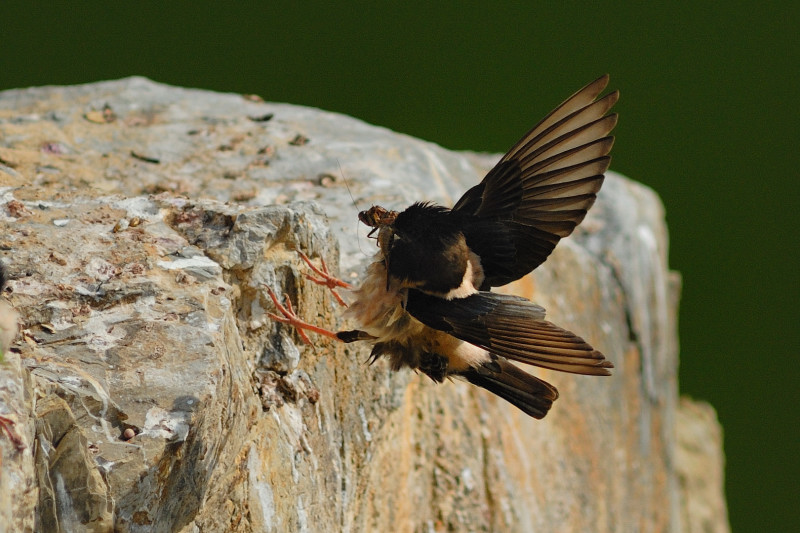 Storno rosa in atterraggio