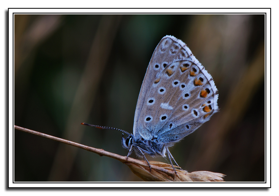 la befana vien di notte...