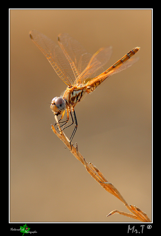 ....libella e rametto chupa chups....