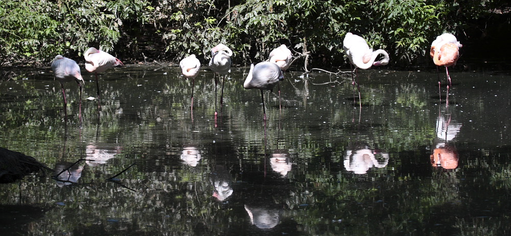 Fenicotteri a riposo