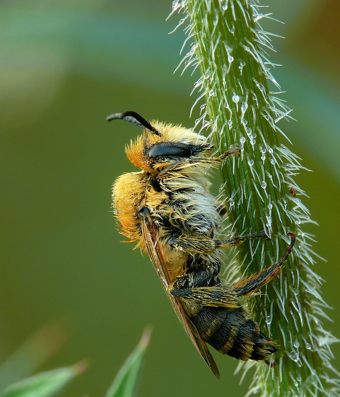 Vespa di primo mattino