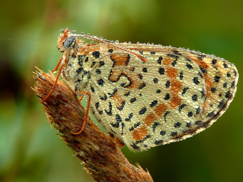 Farfalla - mattino presto 3