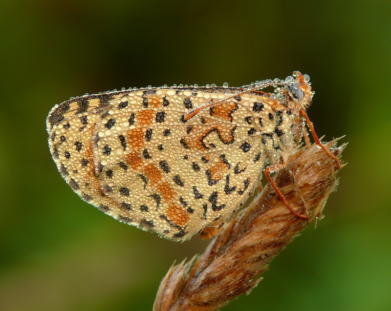 Farfalla - mattina presto 4