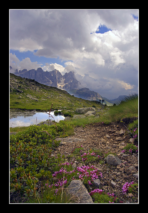Fiori di un lago di montagna