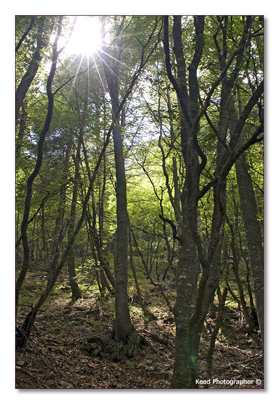Quel raggio in mezzo alla foresta...
