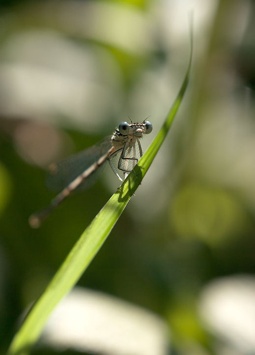 ...sembra quasi che ironico scruti e ci guardi ridendo...
