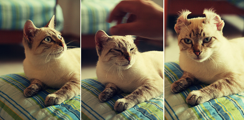 Violenza sugli animali