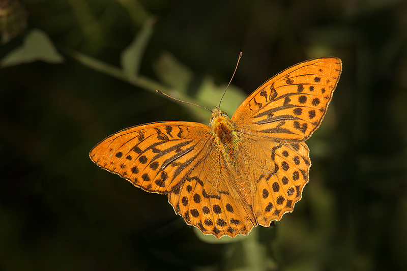 Argynnis paphia (sopra)