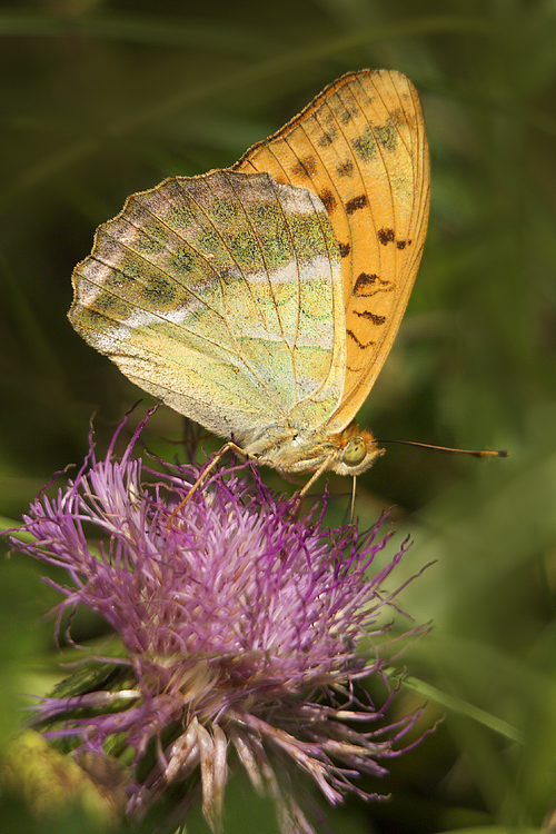 Argynnis paphia (laterale)
