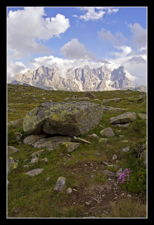 I fiori,un sasso e le Pale