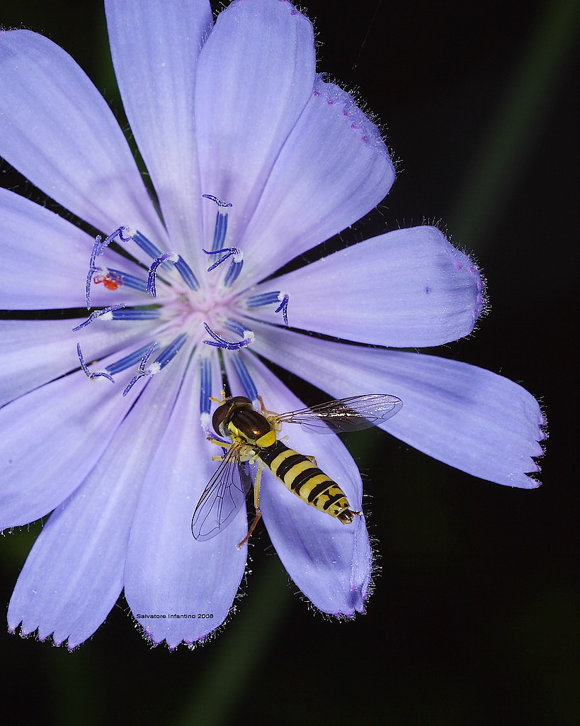 Questo � il mio preferito.....