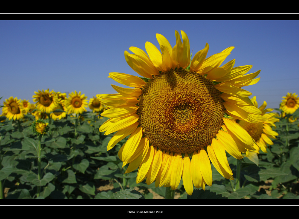 Il volto felice della natura