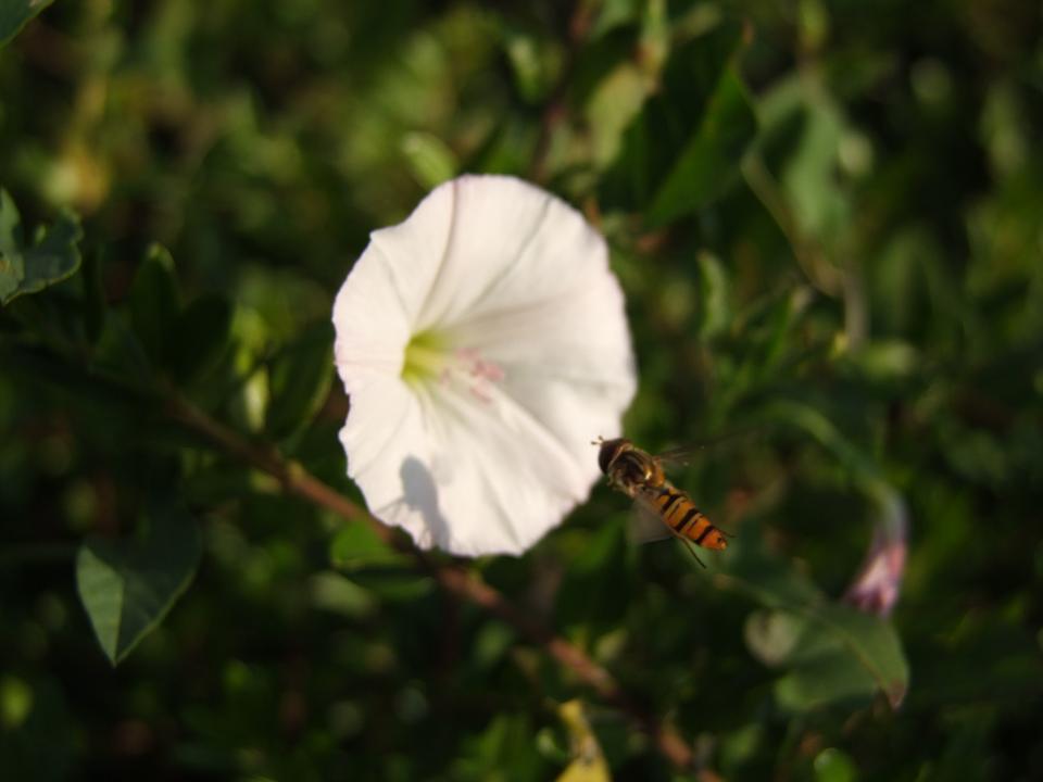 ahim�... il fuoco manuale....