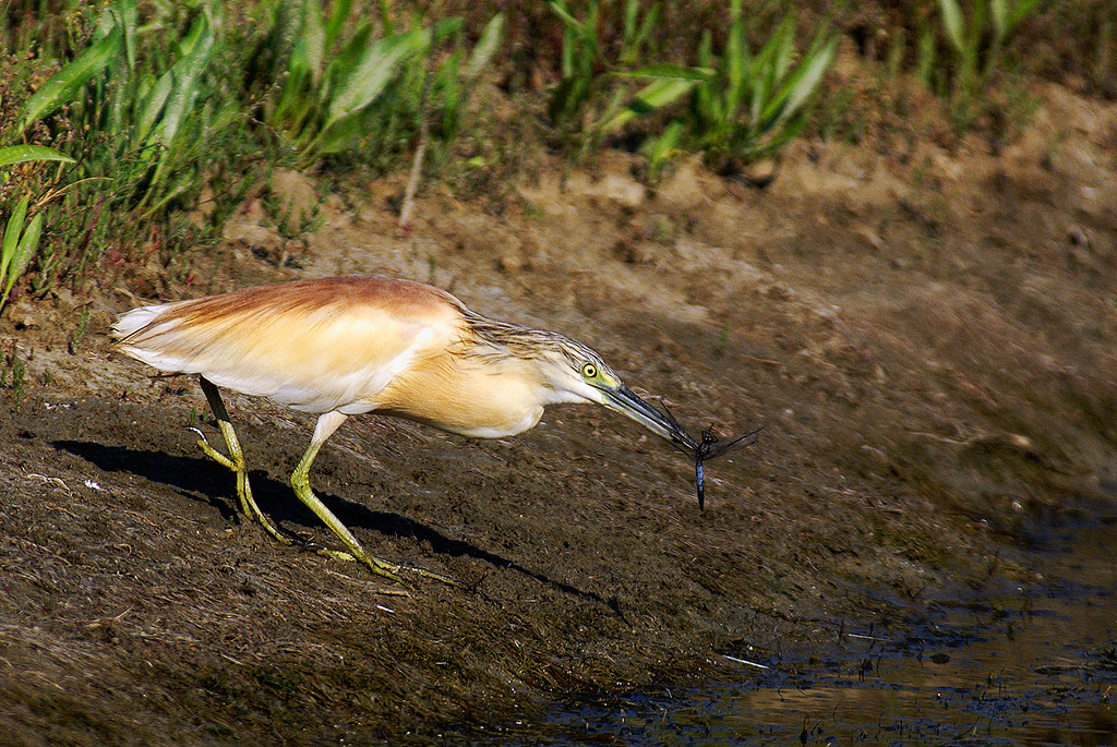 Sgarza Ciuffetto - presa!!!