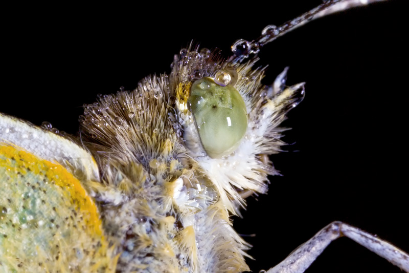 Occhio alla farfalla!?