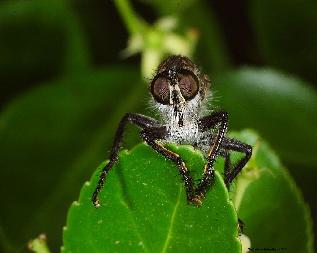 Gli occhi del Killer !