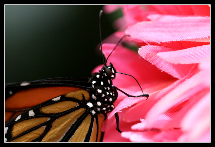 Ritratto di una farfalla