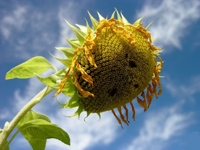 Oggi mi sento cos�