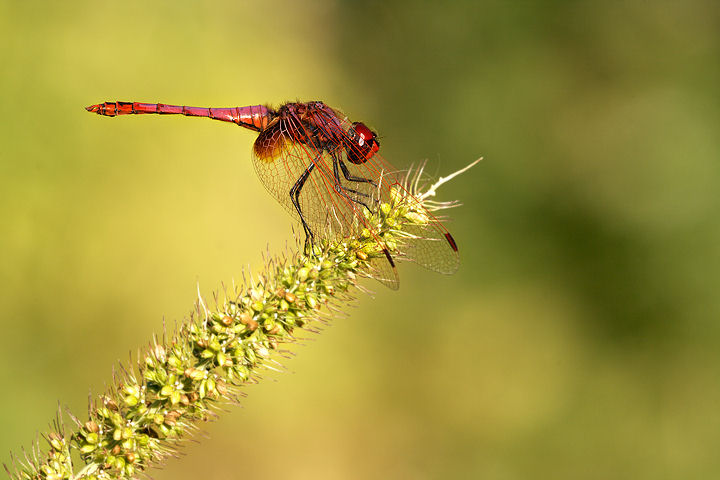 Sympetrum pedemontanum