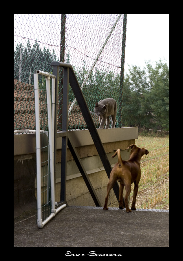 Salve, qui comando io, problemi?